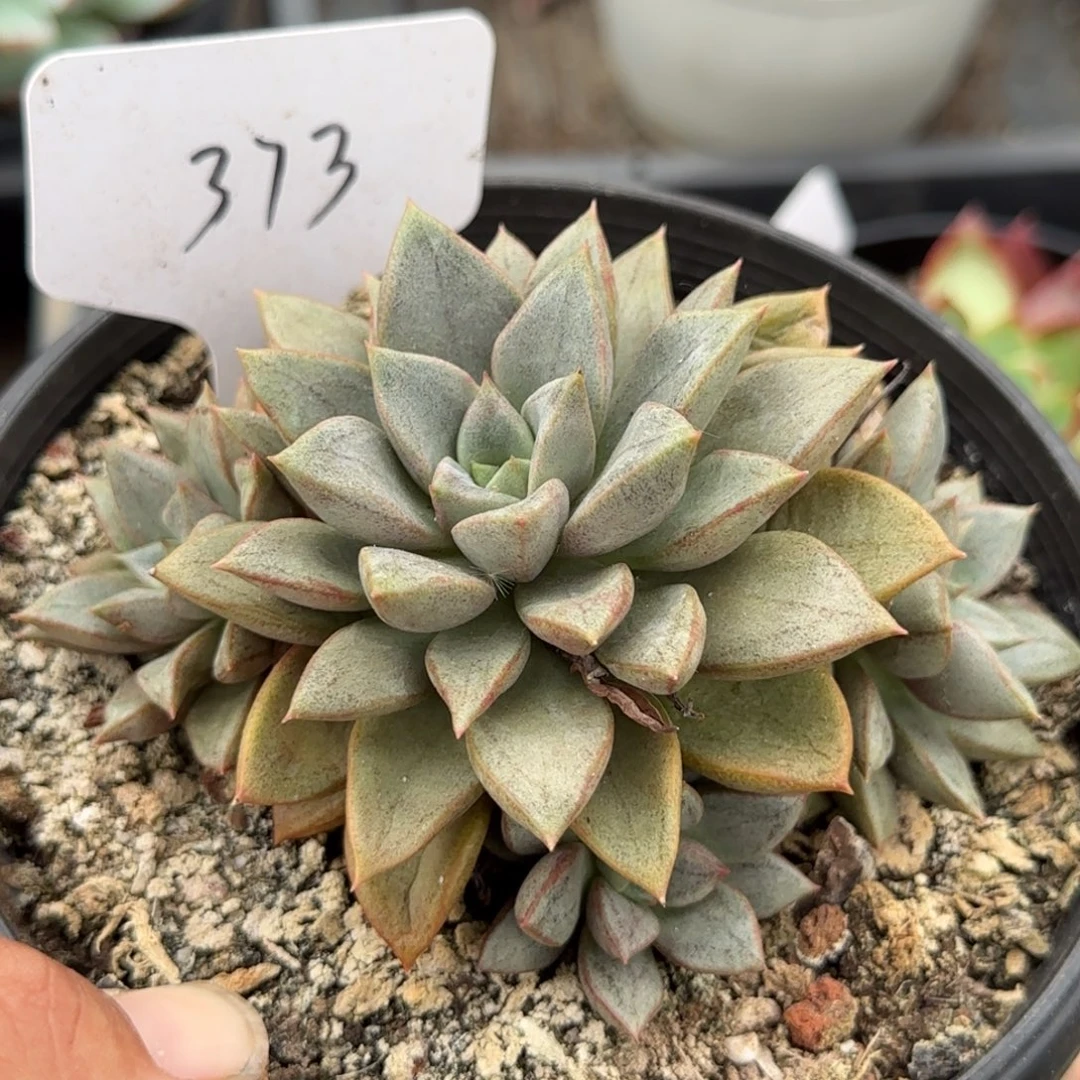 琅琊惊鸿一物一拍包装收缩花旱373