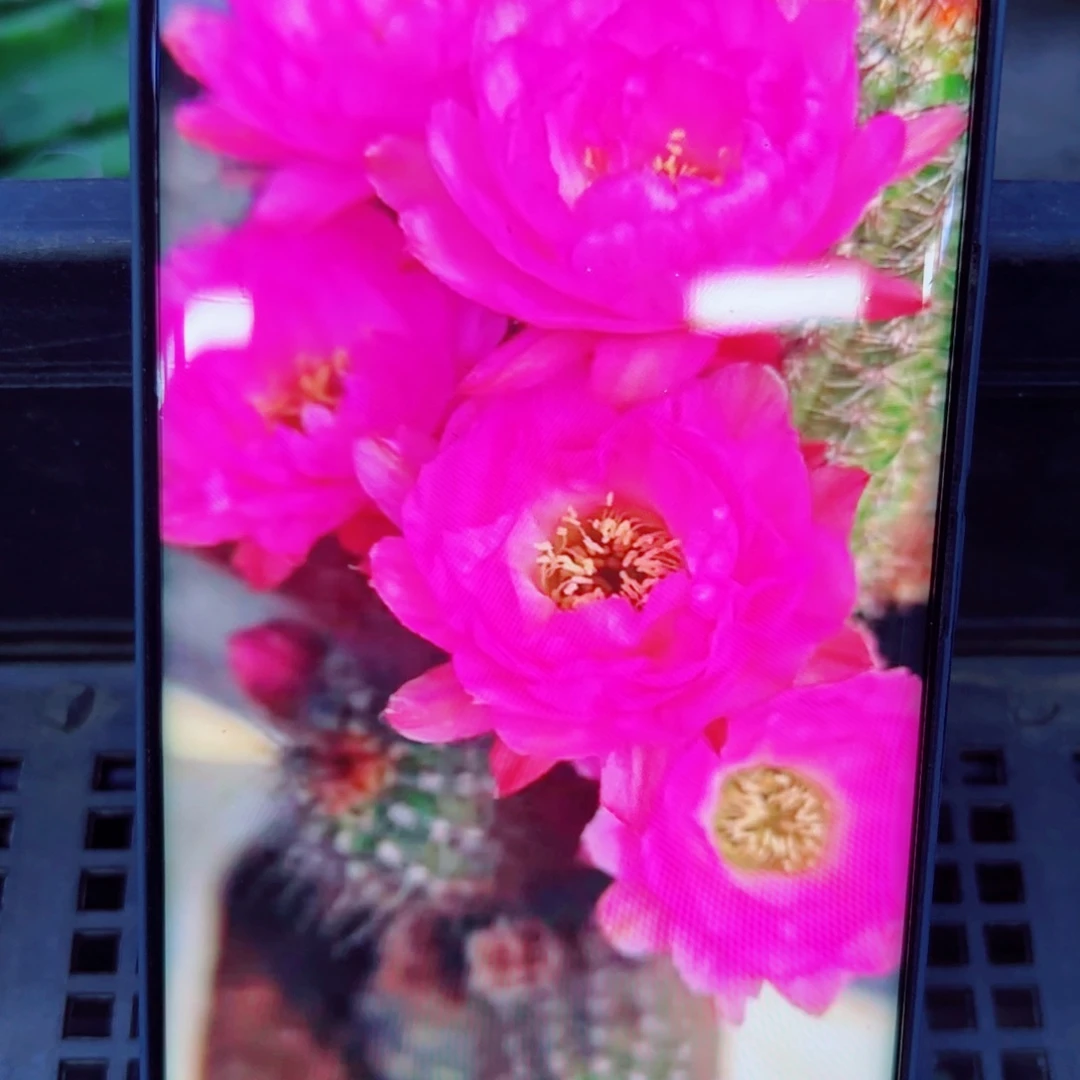 下4矮胖白檀华丽粉2个无根小侧芽20包邮