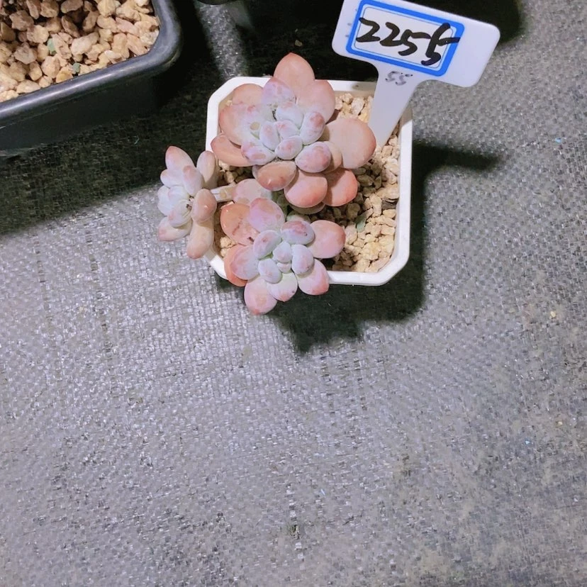 【闪购商品】乐*z2255