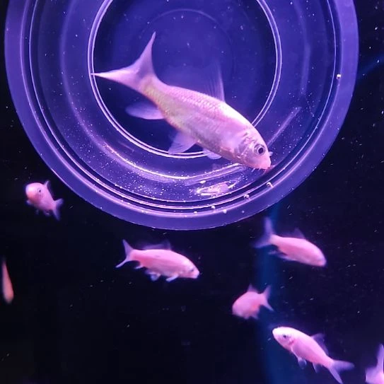 蝴蝶鲤鱼大鳍大尾