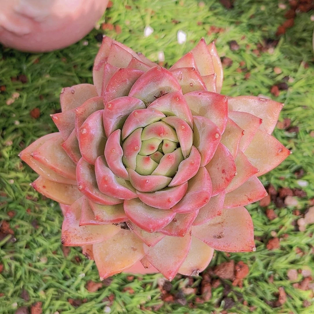 12号1212222222222222