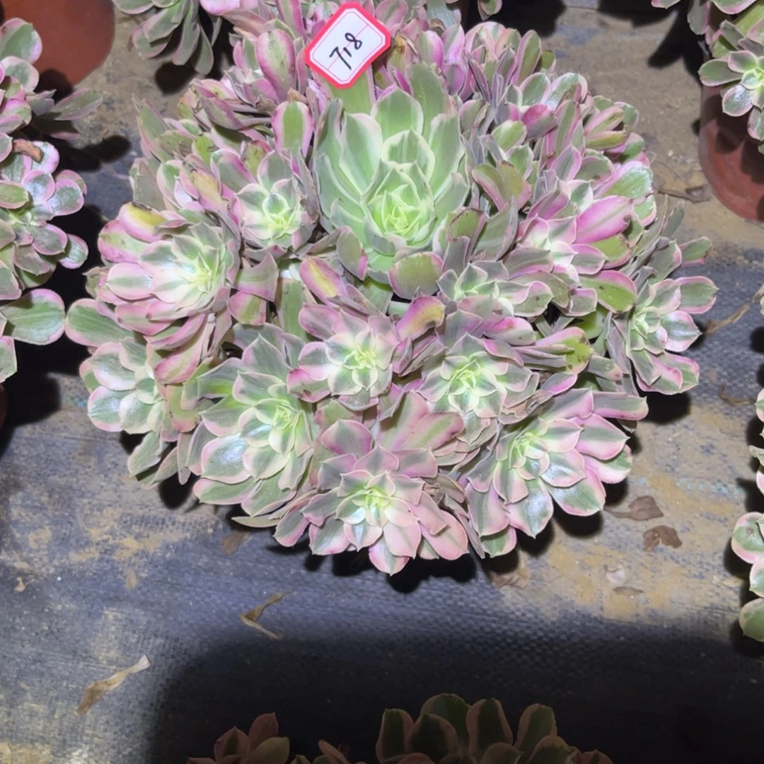 718多肉植物男神法师