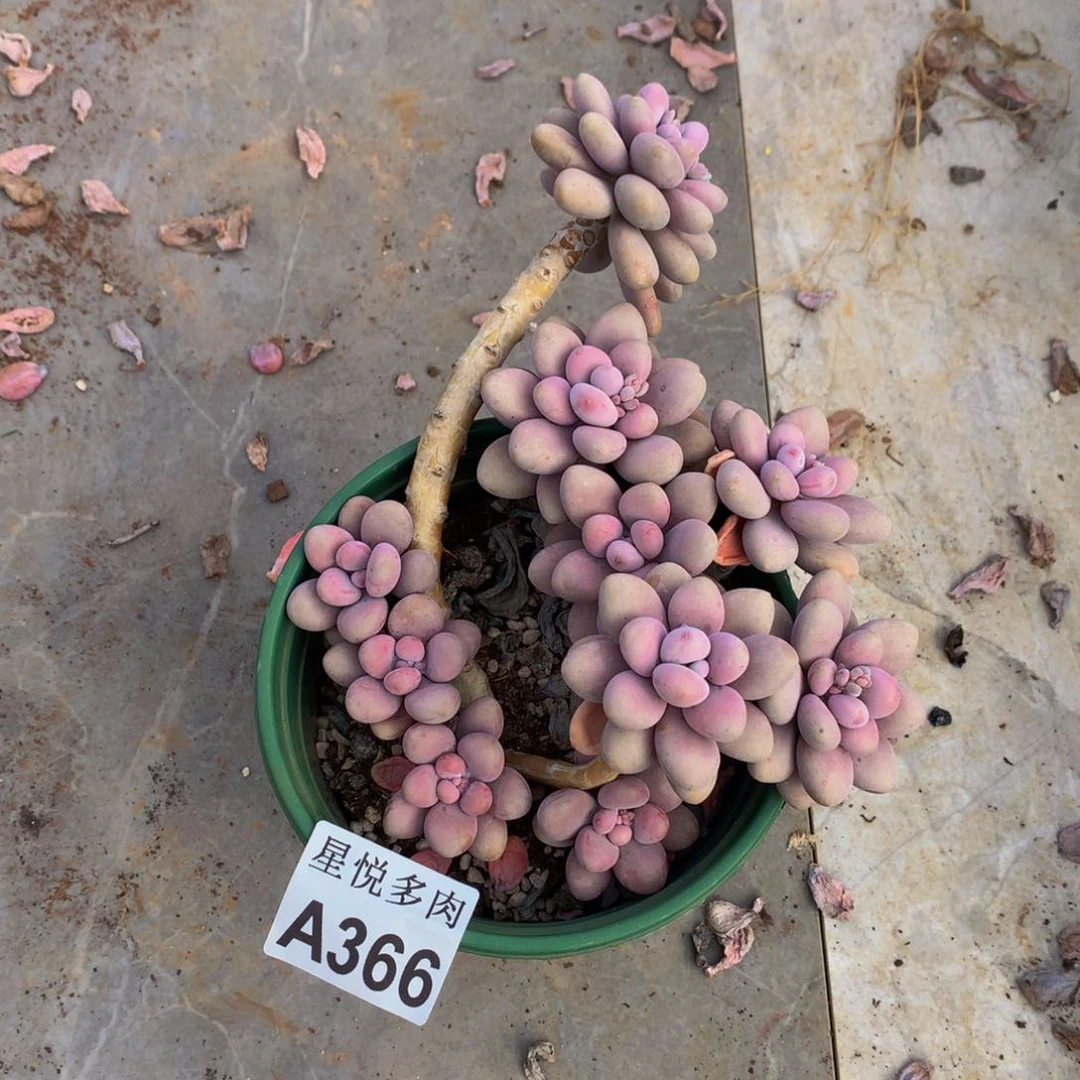 鲸*?星悅多肉      A366