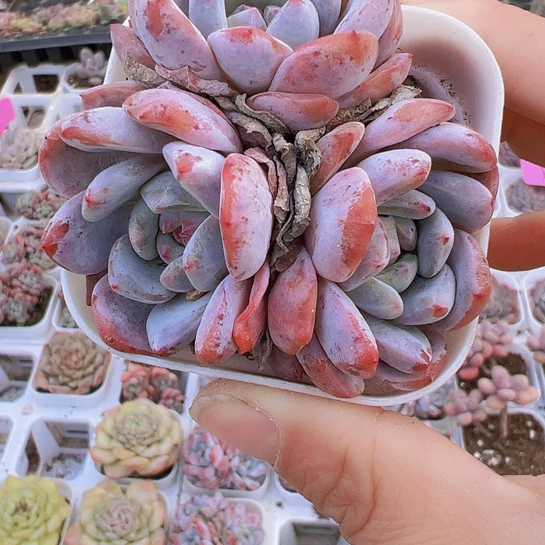 樱花橙19包邮多肉植物