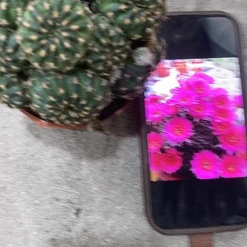 多头紫粉丽花，24789000
