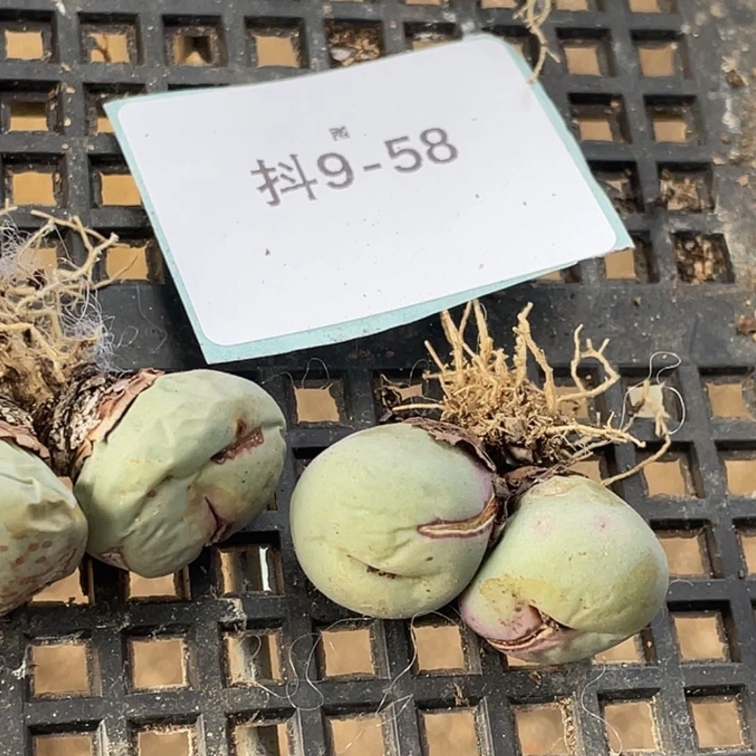 珍*版9-58肉锥多肉植物