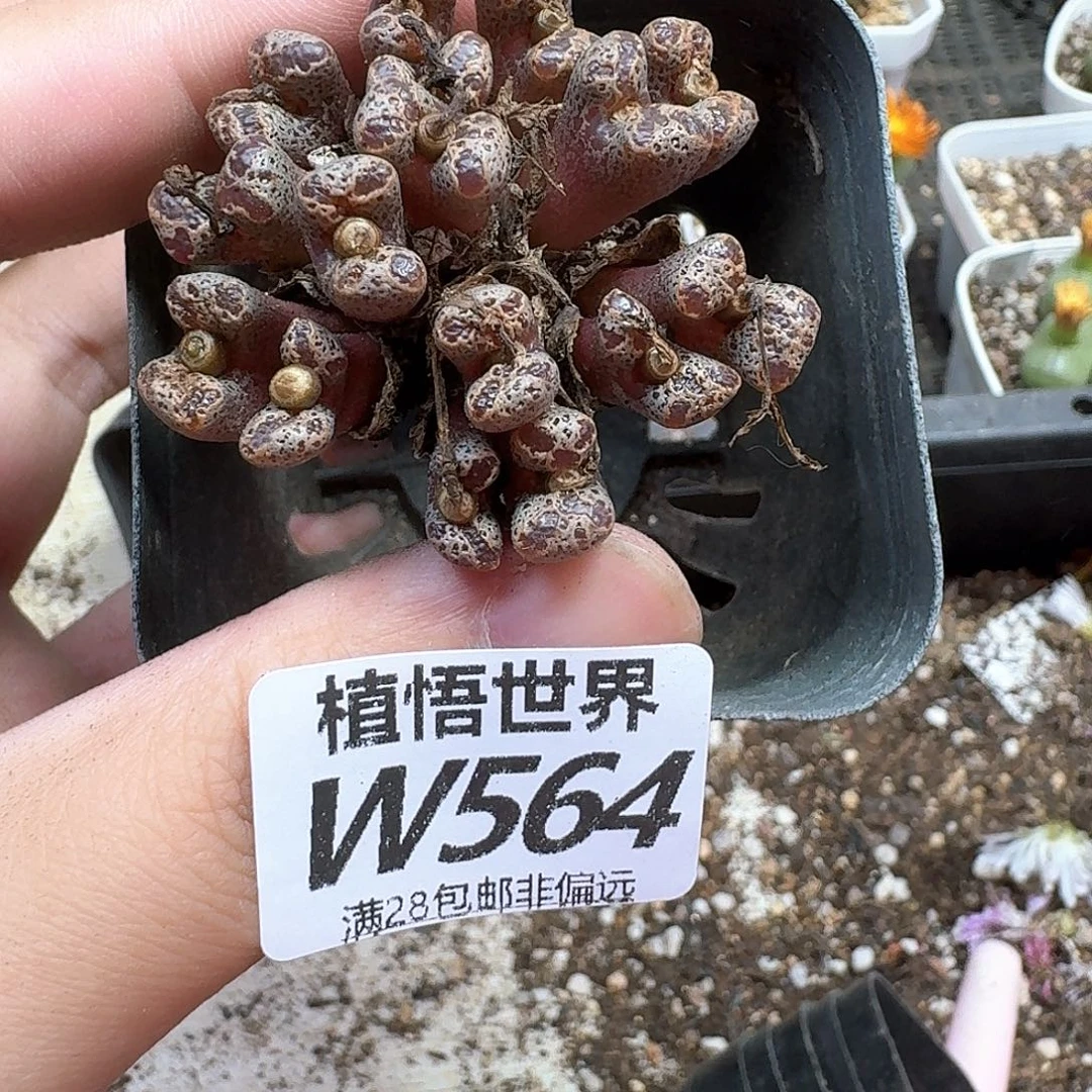 多肉植物多肉植物