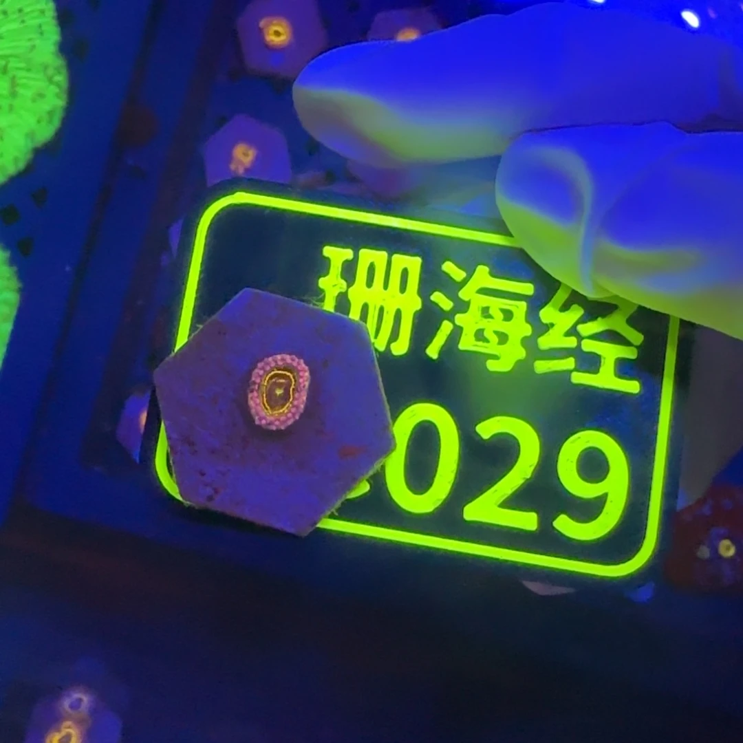 三***蛋纽扣珊瑚晓晓不包邮平流层C029