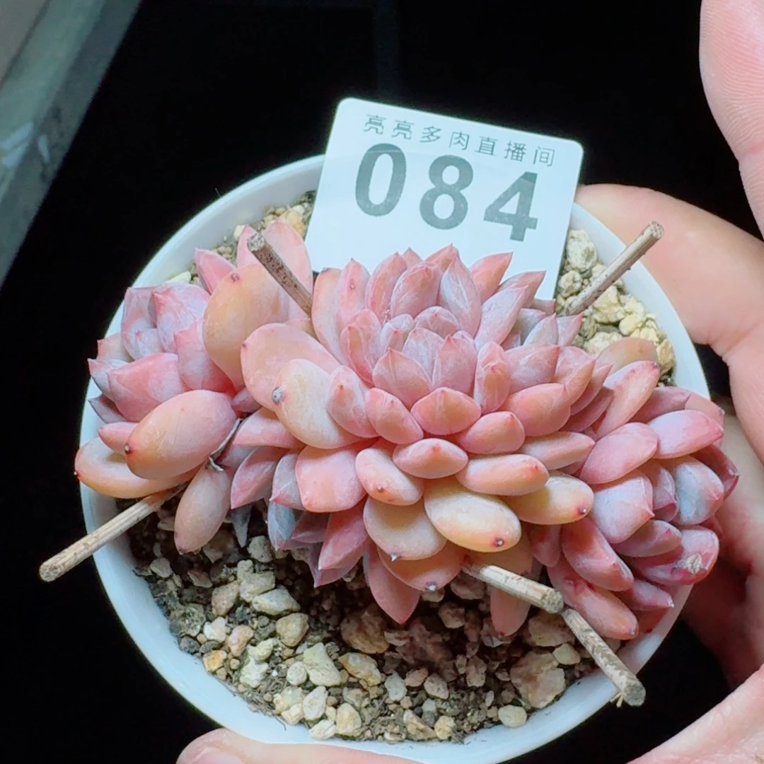 朵缀            精美多肉植物
