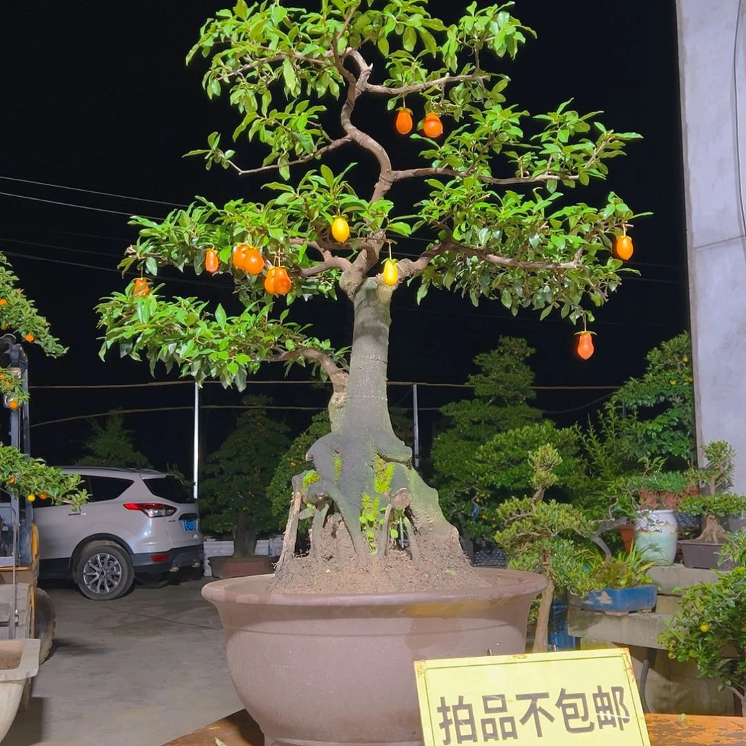 无花朵嫁接金弹子
