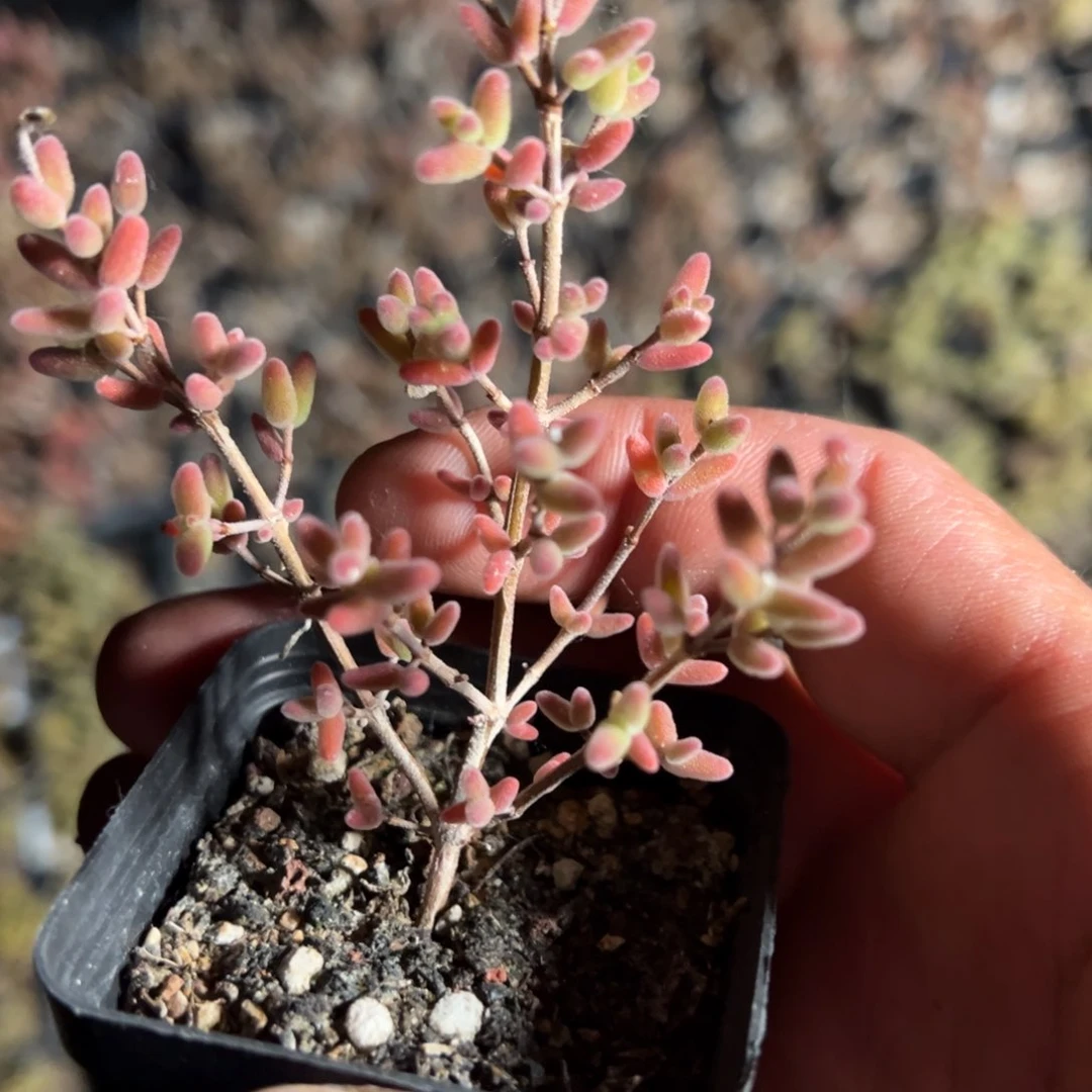 紫色不知名老桩像糖球