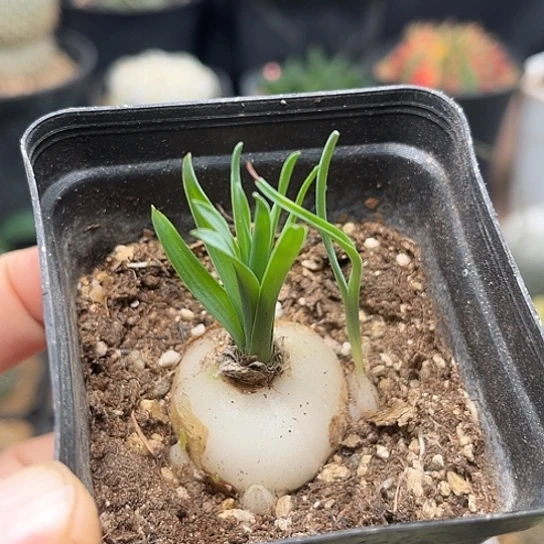 无花朵宽叶弹簧草