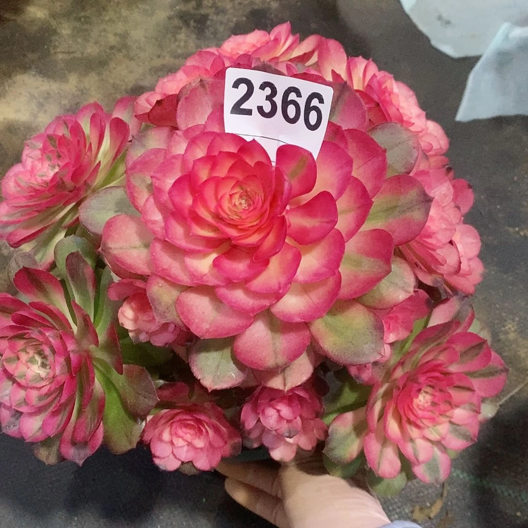 红陶2366荔枝4冠22.3