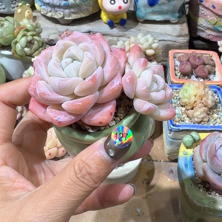 127 多肉含盆土 30元包邮 除偏远地区