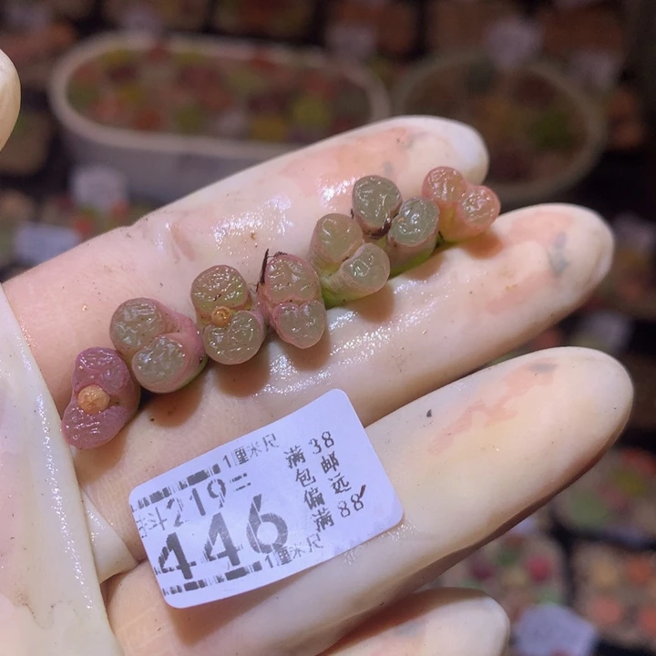 ?**单精品生石花219.446