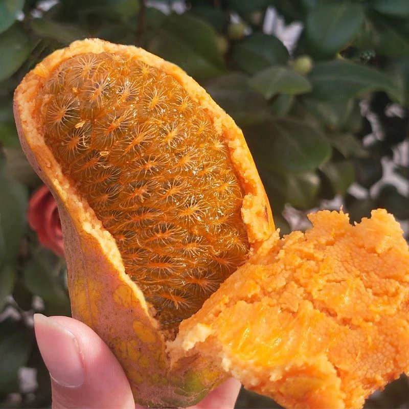 新鲜现摘野生九月黄牛卵坨八月瓜木通果网红水果瓜果现摘现发黄色