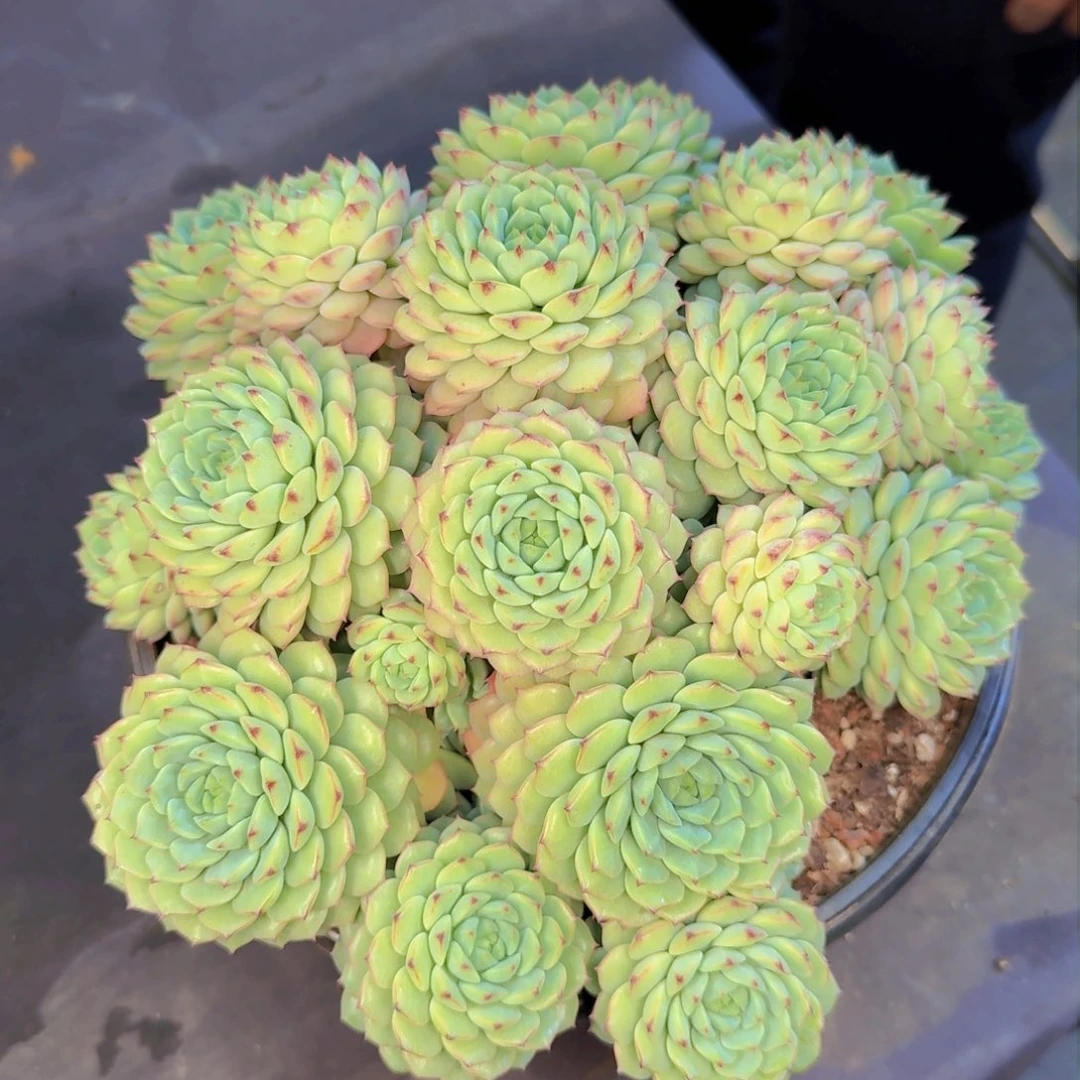 烁**子多肉植物的生长发育和