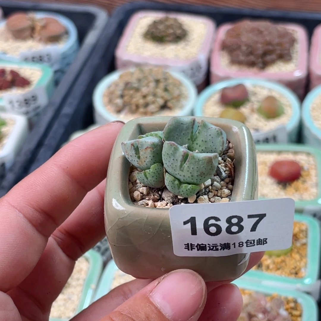 无花朵1687 一物一拍 带盆