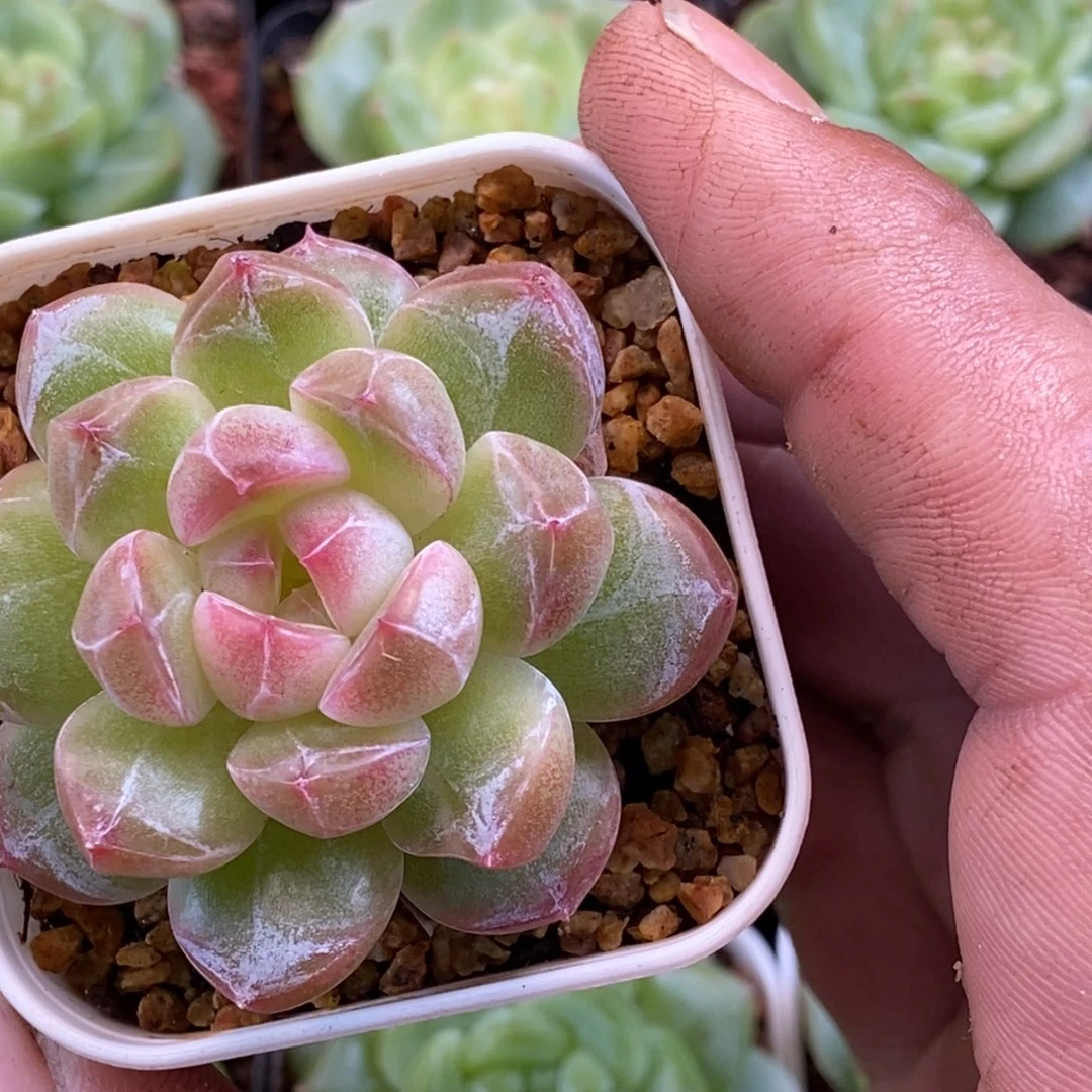 天官赐福百无禁忌