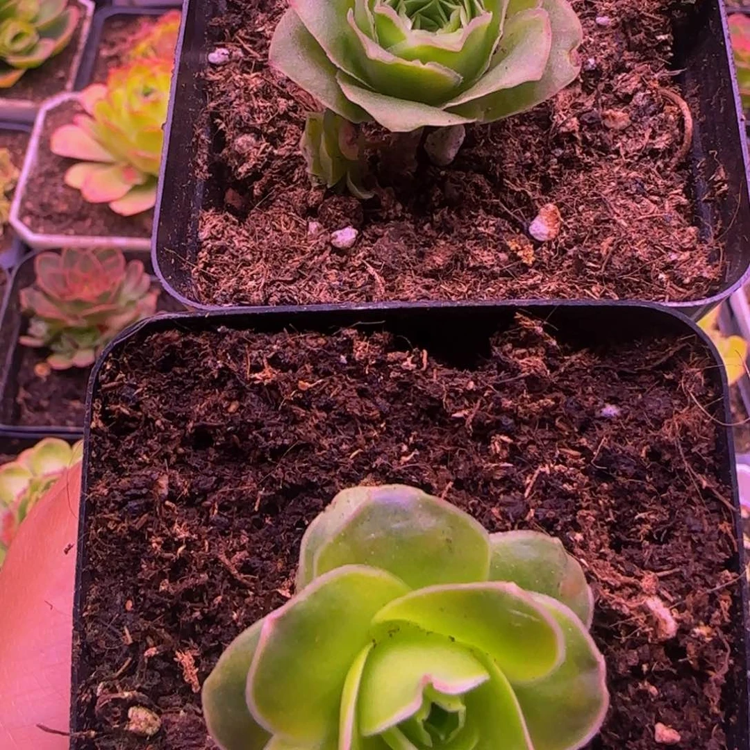 2颗打包113424343438383535