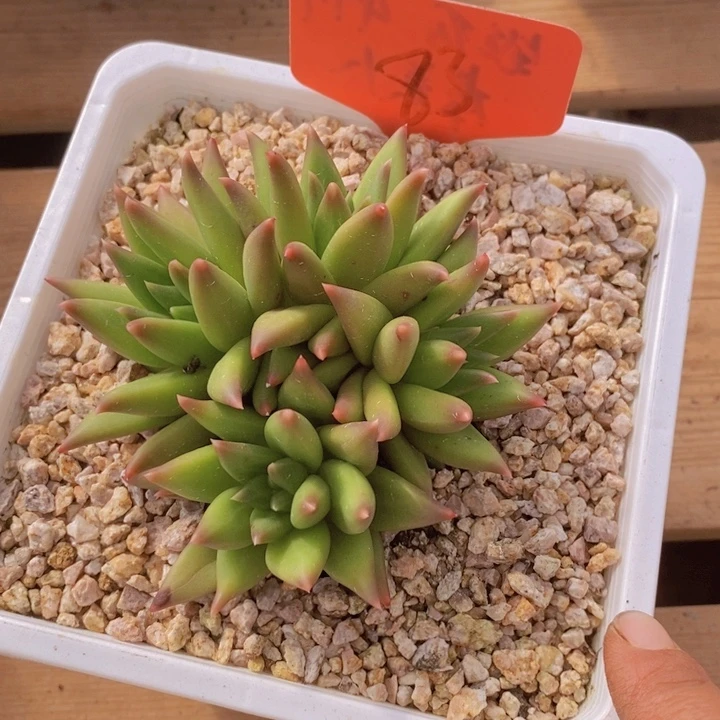 这么多小东西怎么就能