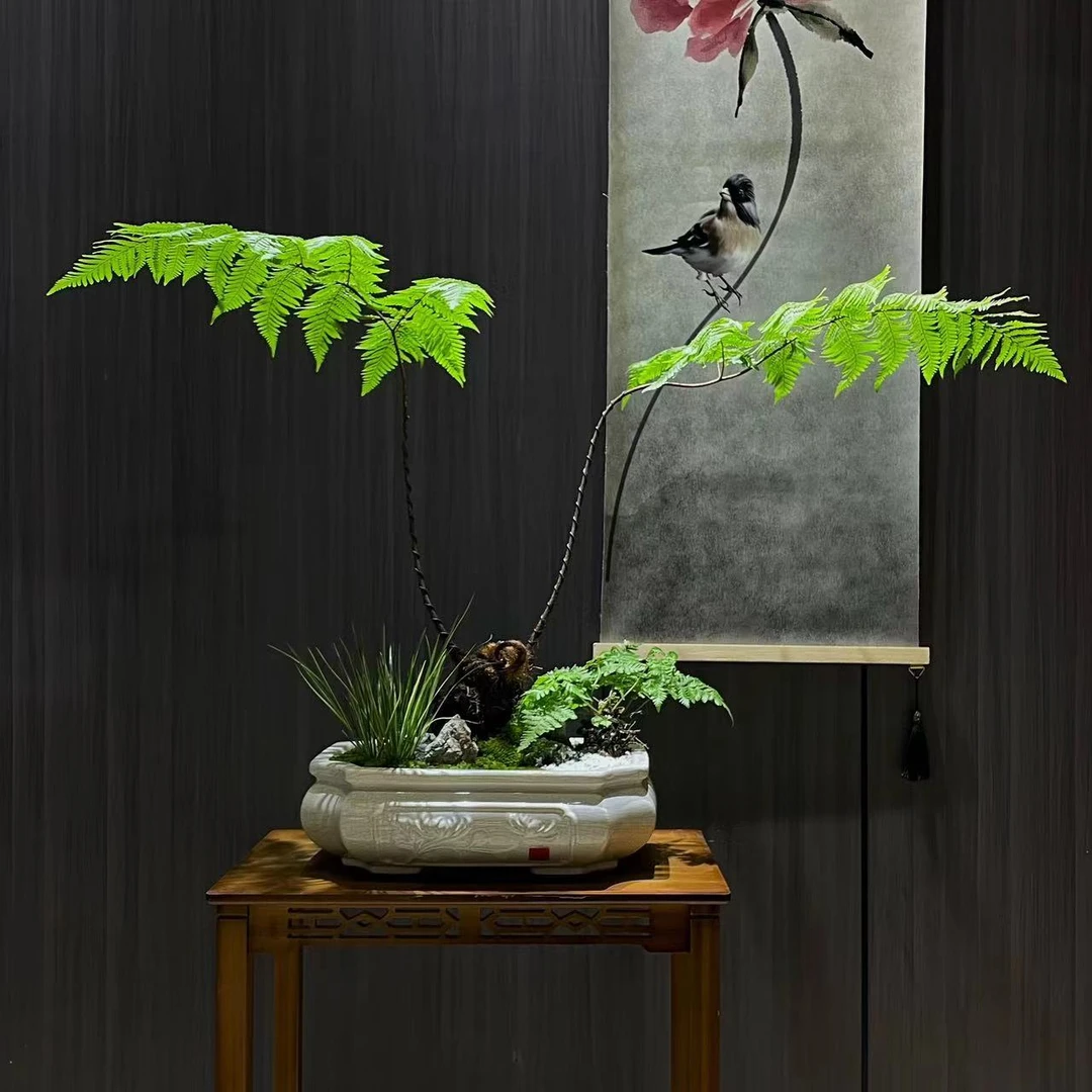 【一物一拍】蕨类植物盆景-金丝虹鳞蕨室内养殖大盆栽懒人植物水培