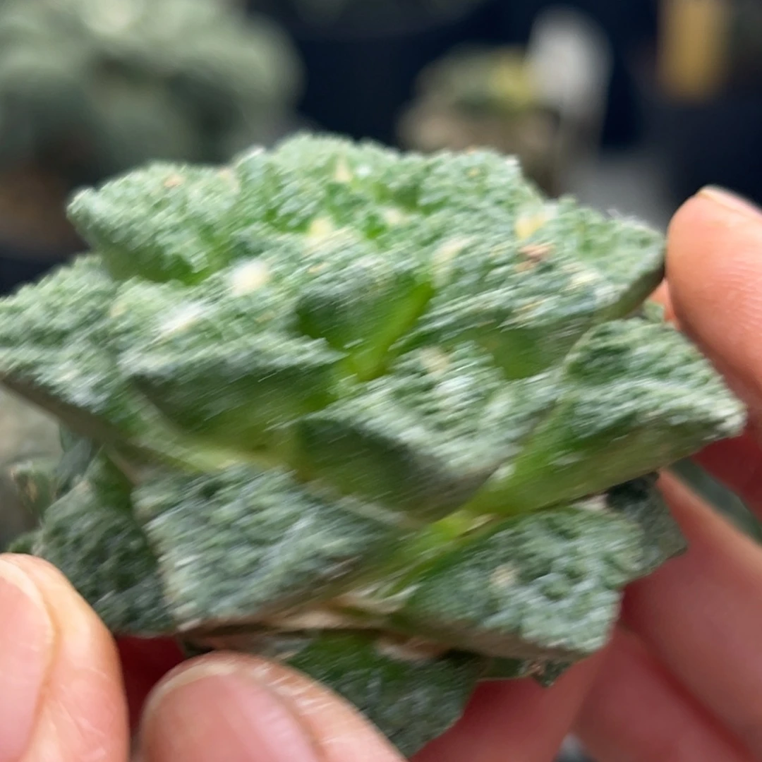 552 仙人球的比赛