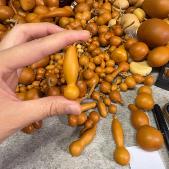 ****、夏末的一把葫芦，一把葫芦葫芦