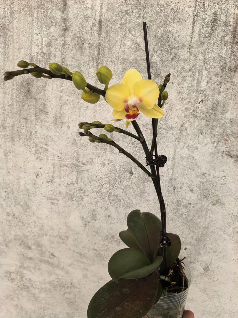 黄金蝶，单花剑带侧枝，带花带花苞，蝴蝶兰盆栽2.8寸杯
