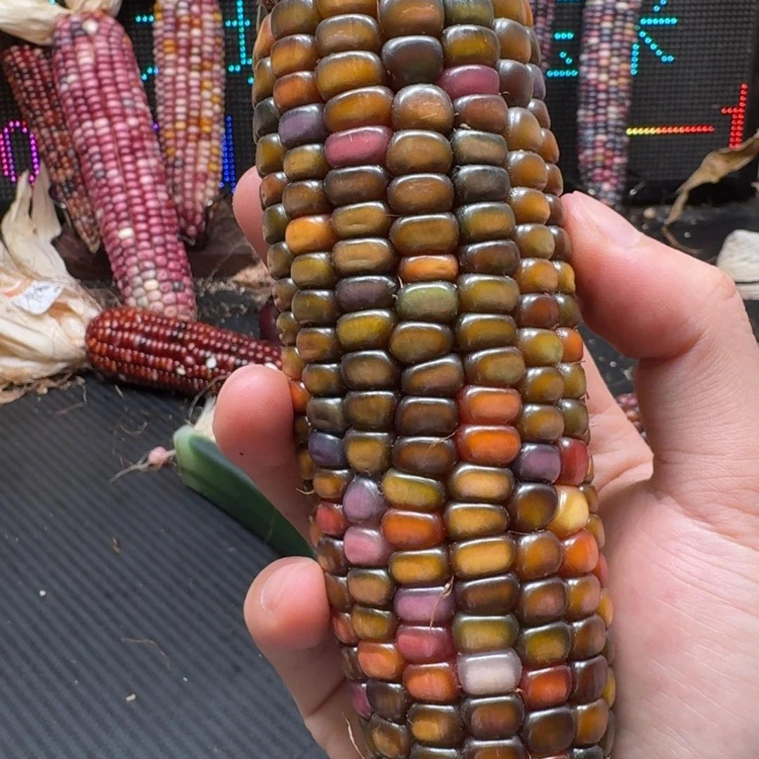 财***宝柏香籽/百香籽吊坠