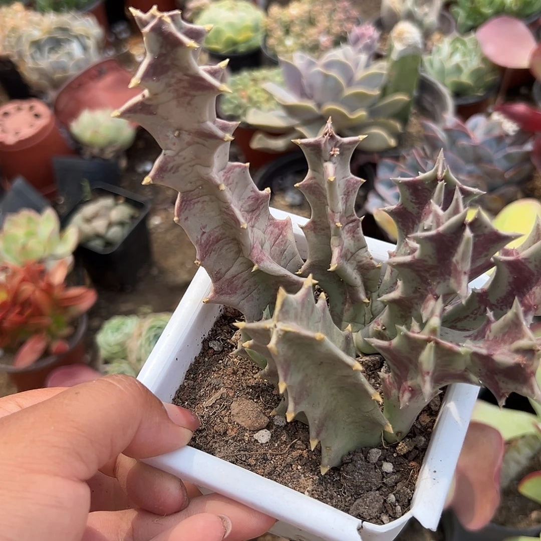 多肉植物多肉植物