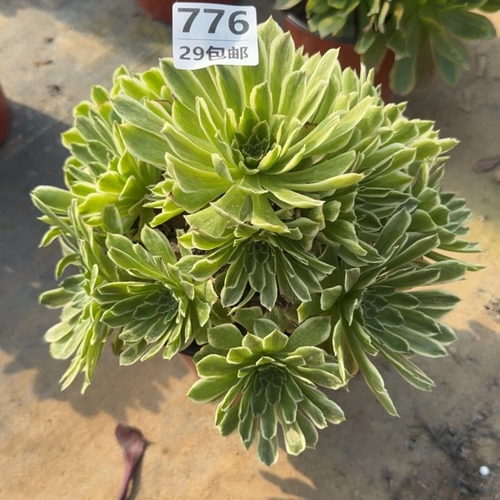 碧浪……多肉植物……