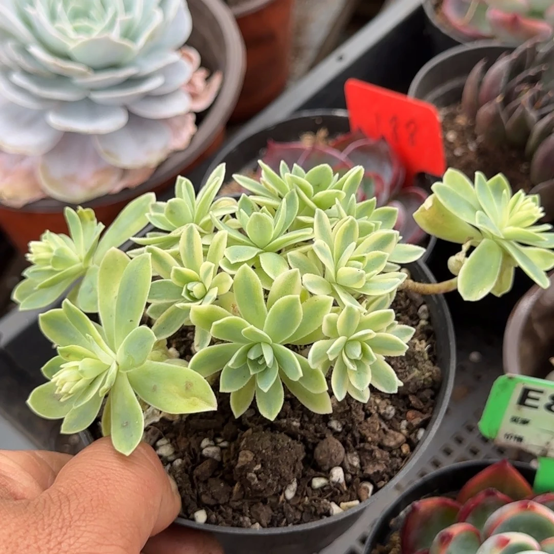 波化妆锦惊鸿一物一拍包装收缩花旱