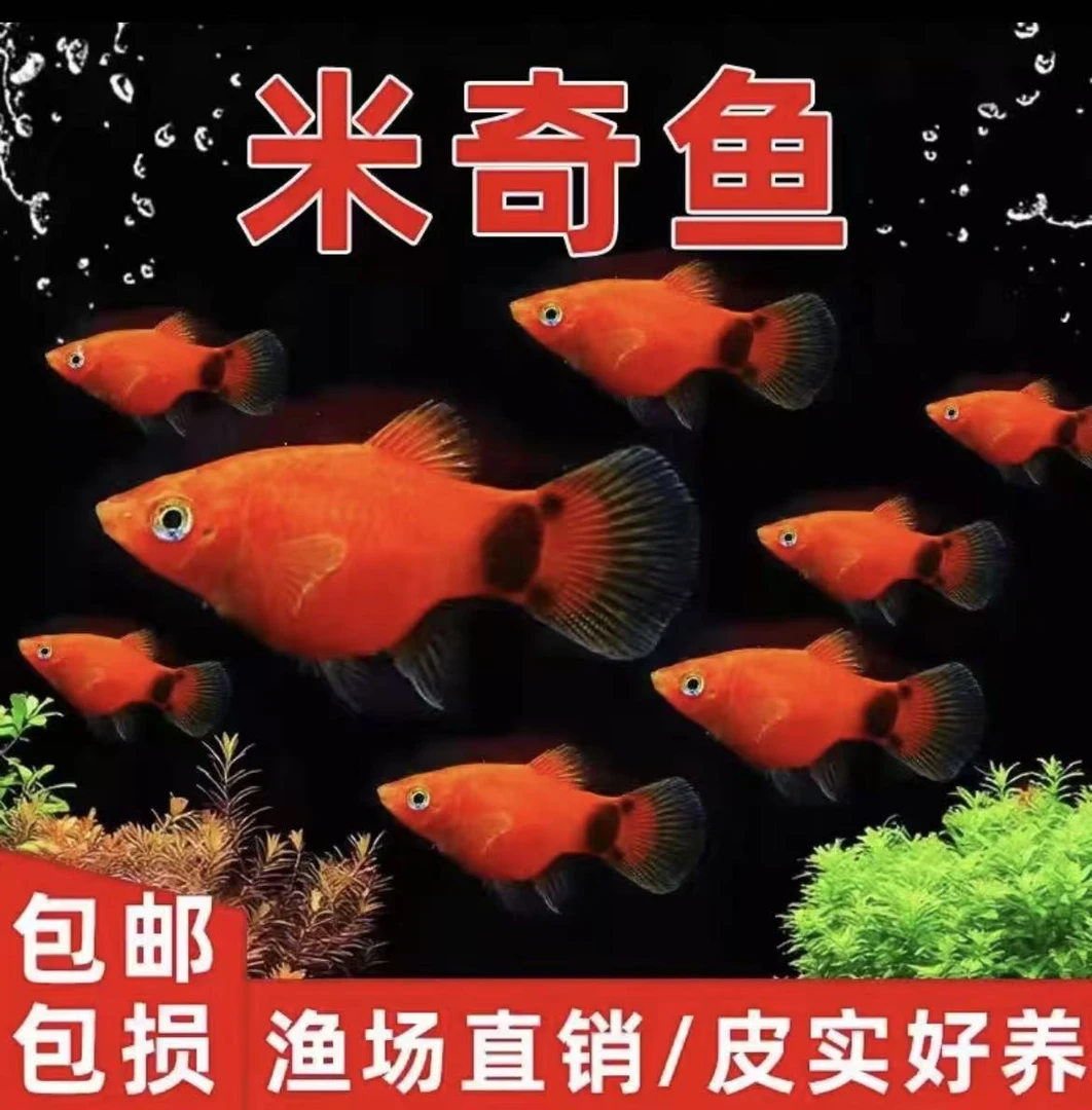 【渔场直销】热带米奇鱼黄米奇鱼活体小型淡水鱼胎生鱼耐养鱼