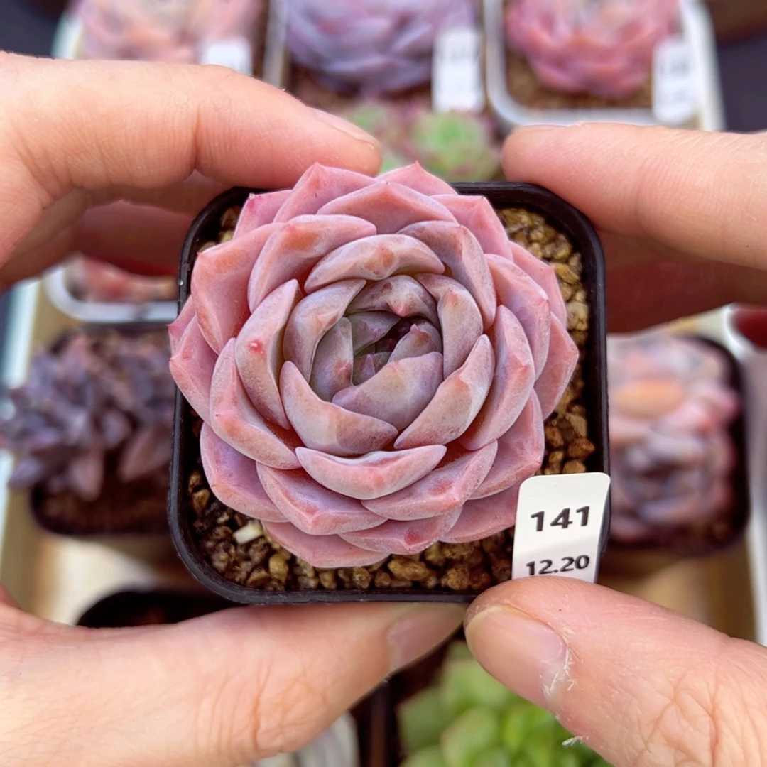 好好看141、哈哈哈哈