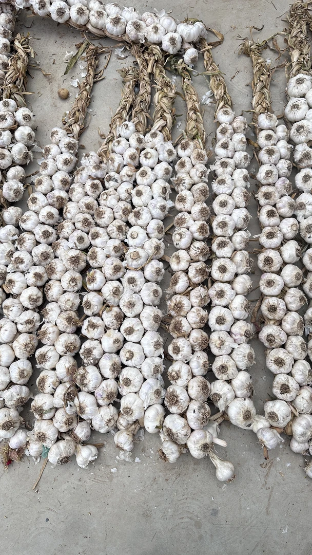 山东苍山新鲜大蒜辫子可装饰可留蒜种