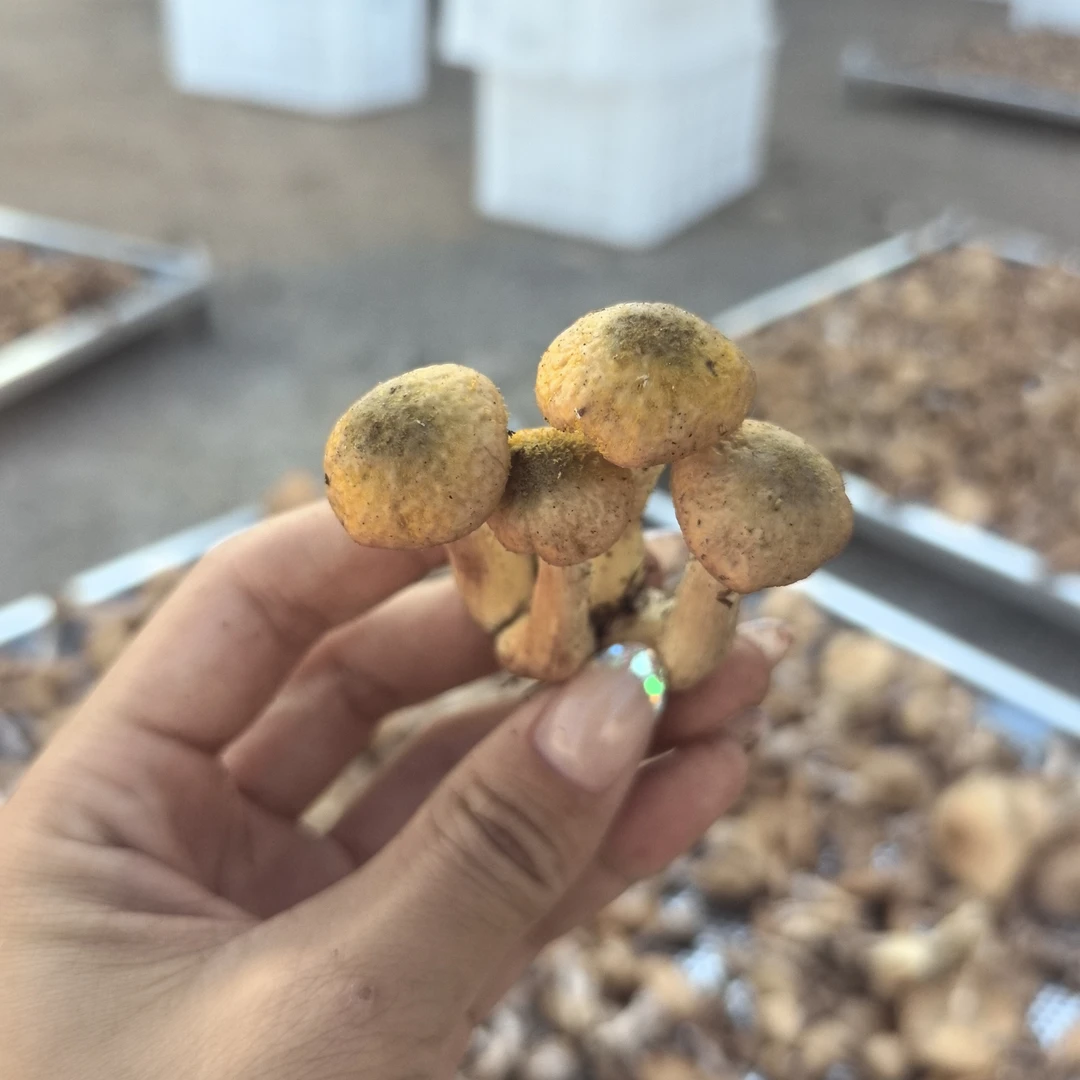 2025新货东北特产本地  头茬 榛蘑 精选 无根 小鸡 炖蘑菇 干货