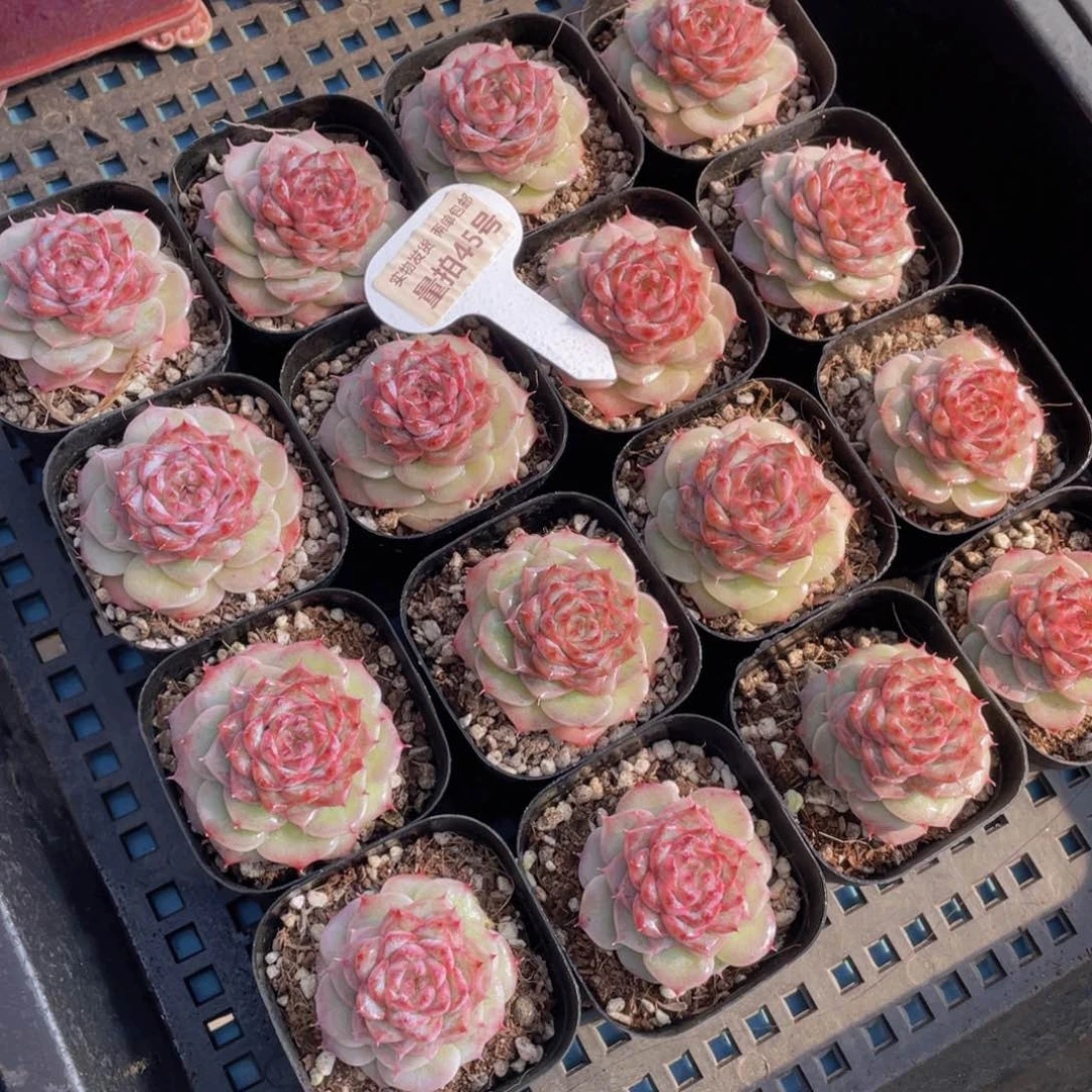 量拍45号 宽叶圆叶睫毛焦糖玛朵单头一个