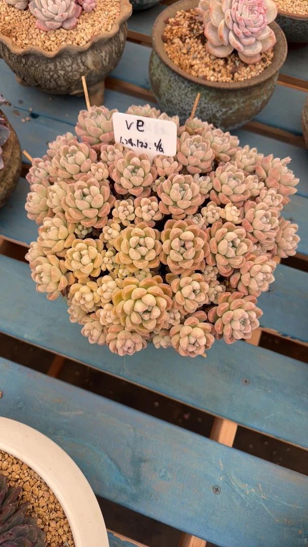 鹅卵石多肉大群生