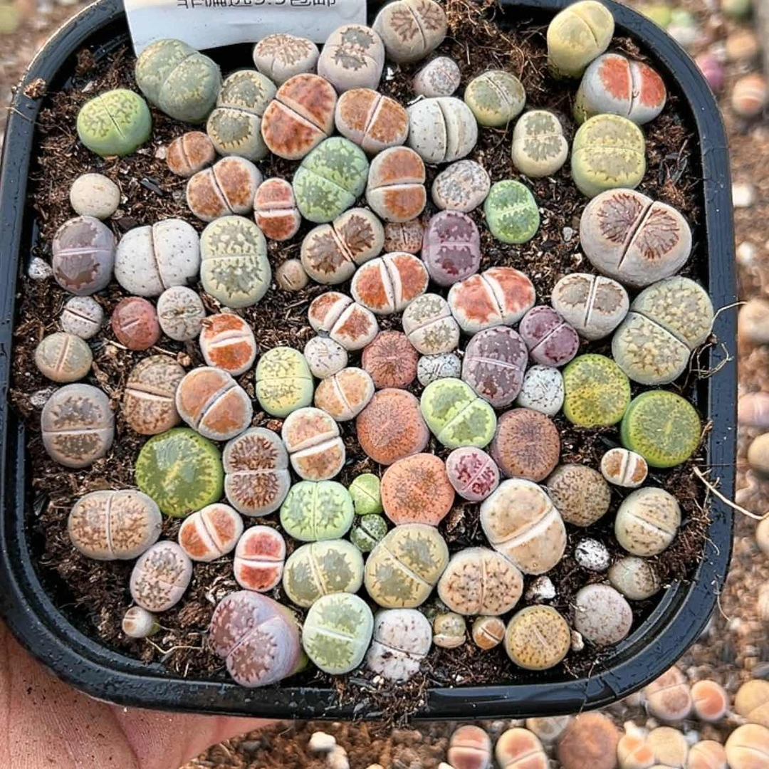 【闪购商品】068