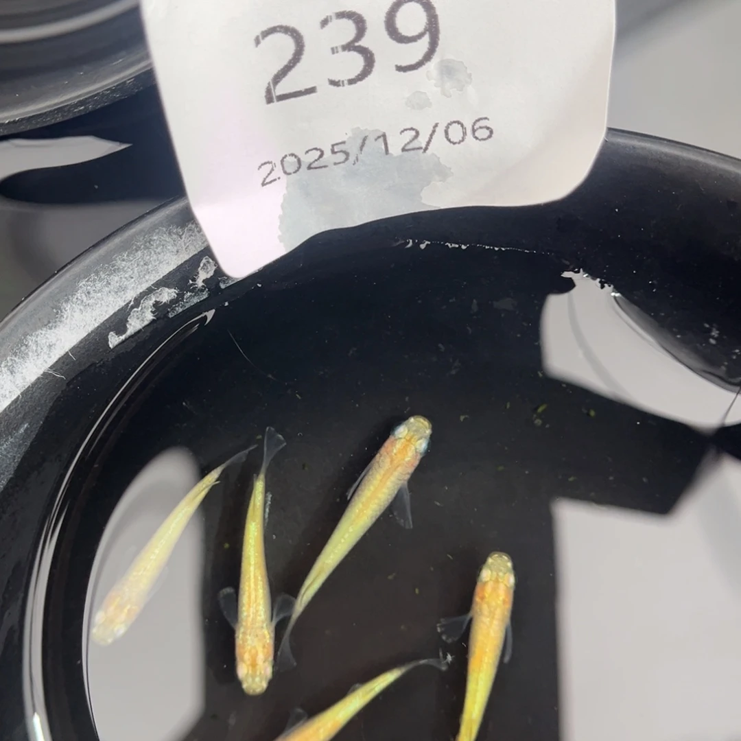 青鳉鱼239黄金百式五尾