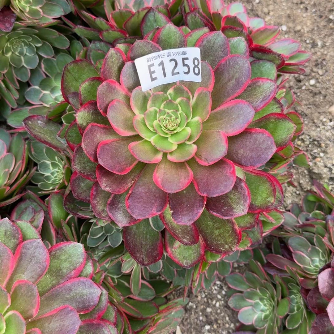 1258粉花妖多肉植物