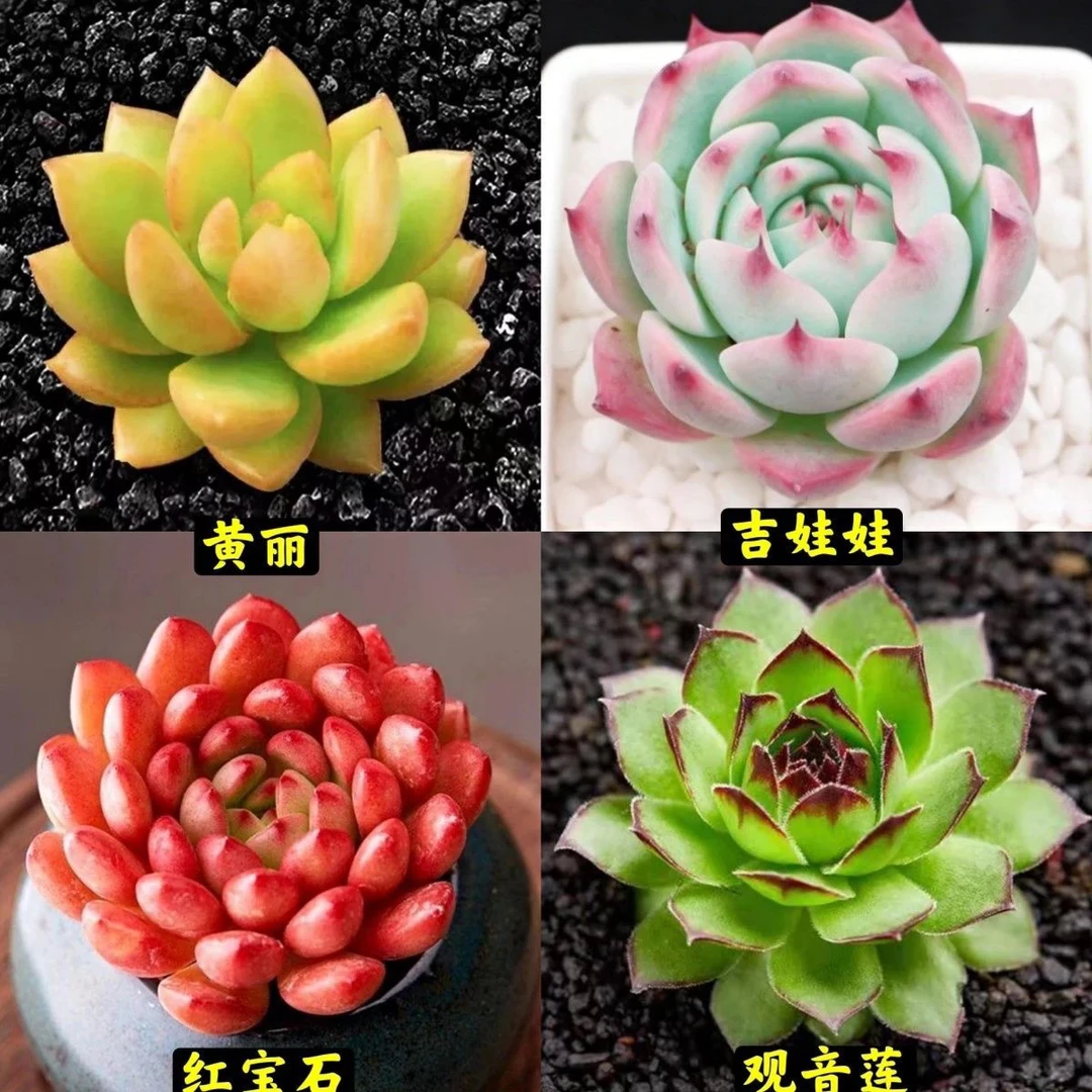 多肉植物盆栽精品多肉盆土组合花卉绿植招财防辐射新手女士易活