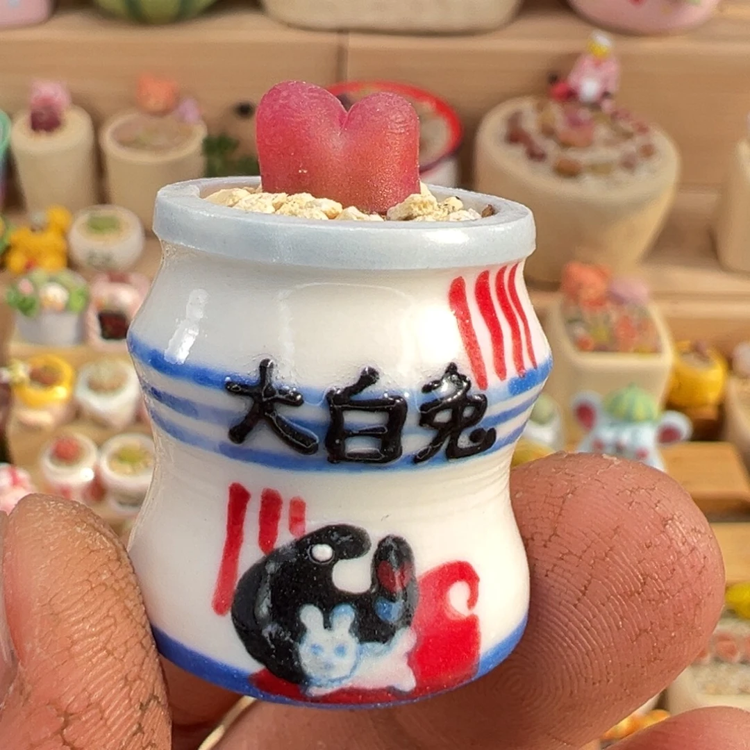 多肉植物8号毛汉尼带盆