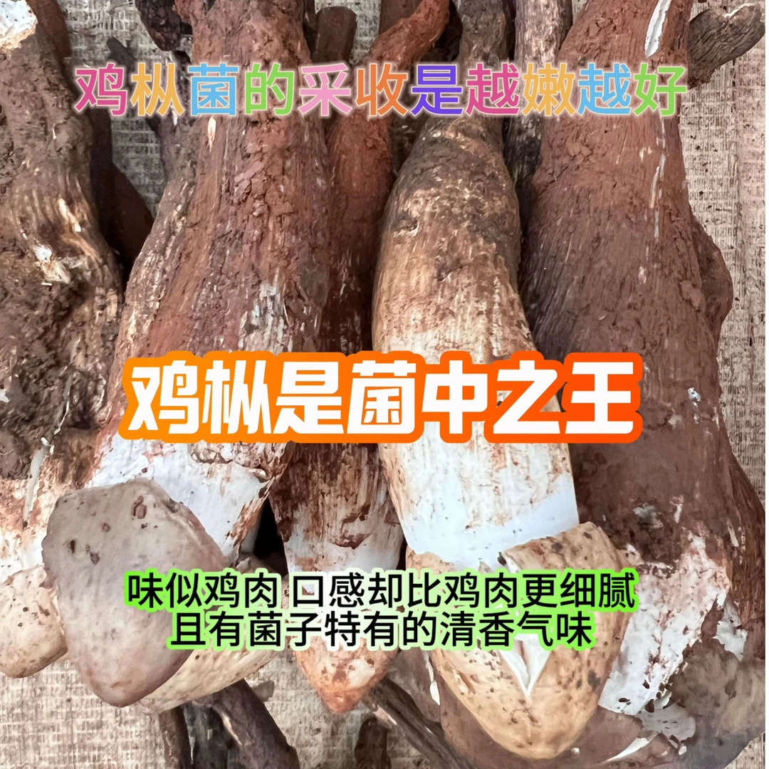 四川现货新鲜鸡枞菌 天然食用菌 斗鸡菇不开伞骨朵