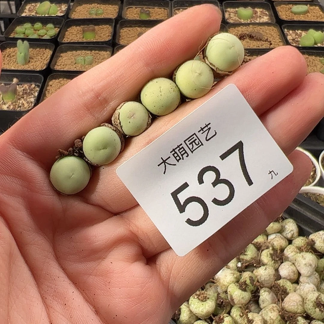 一物一拍。        537