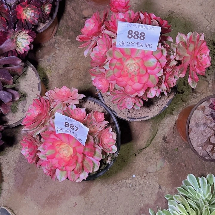 红*亮887 888荔枝多肉两颗