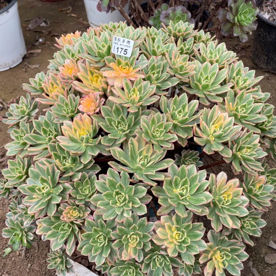 175甜茶多肉法师断枝不包