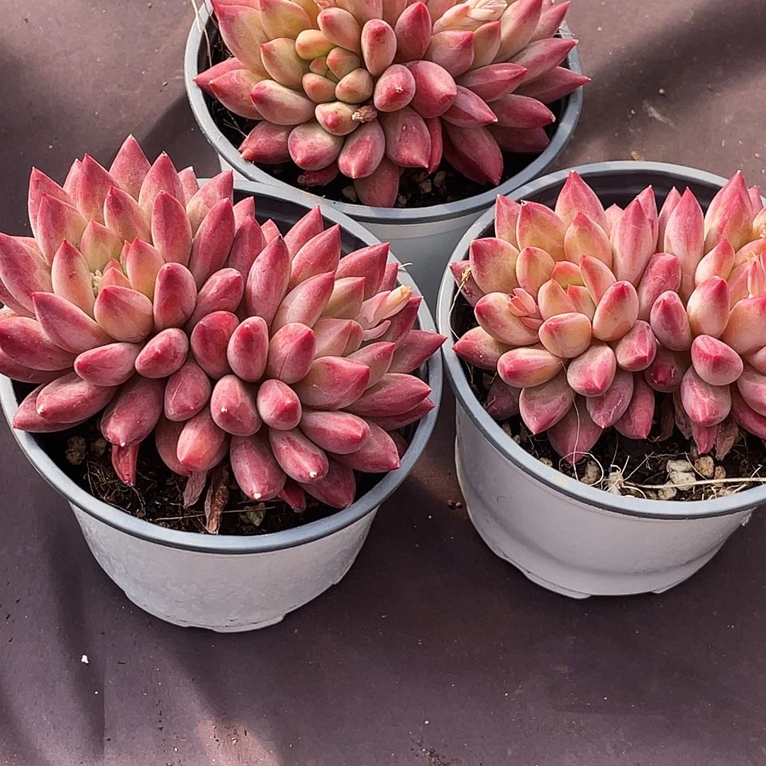 整桩无砍双头白体虞美人一颗