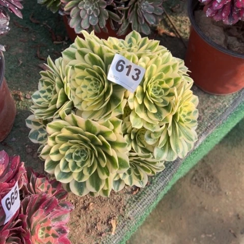 L***❣613迈巴赫朵朵多肉